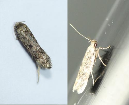 Réf. 271 364 : Gelechia scotinella